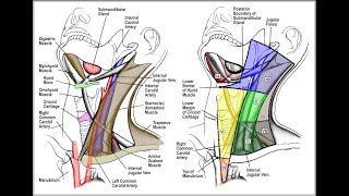 How to explore lymph nodes on ENT [upl. by Erland]