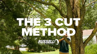 How to Prune a Tree Using the 3 Cut Method [upl. by Pickens]