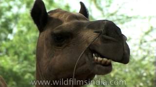 The cutest Camels teeth you ever saw [upl. by Abdel]