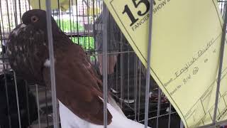 English Pouter at 15th Annual Purgrain Pigeon Show [upl. by Ihcehcu]