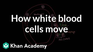 How white blood cells move around  Immune system physiology  NCLEXRN  Khan Academy [upl. by Koa]