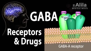 Neuroscience Basics GABA Receptors and GABA Drugs Animation [upl. by Nikita]