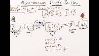 Bicarbonate Buffer System [upl. by Annoval]