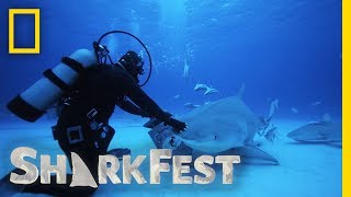 Tonic Immobility in Tiger Sharks  SharkFest [upl. by Stahl783]