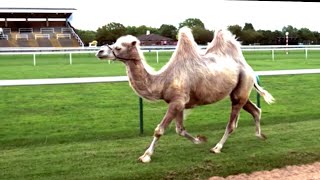 Camel Racing In Slow Motion Feat Epic Fall  Slow Mo  BBC Earth [upl. by Fogel]