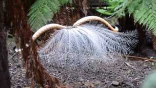 Courtship Behaviour of Superb Lyrebird Menura novaehollandiae [upl. by Lusar]