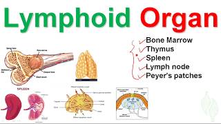 Basic Immunology 6 Lymphatic system and Lymphoid organ [upl. by Eahsat318]