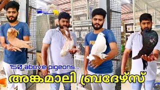 150ലധികം പ്രാവുകളും ആയി Rojin അങ്കമാലി Pigeon loft in Angamali Nibin Augustine [upl. by Burra241]