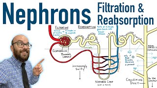 Nephrons  Filtration and Reabsorption Basics [upl. by Sherer938]