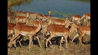 Antelopes and their Species [upl. by Burrus]