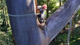 HUGE Dead Mountain Ash Tree Removal [upl. by Erehs]