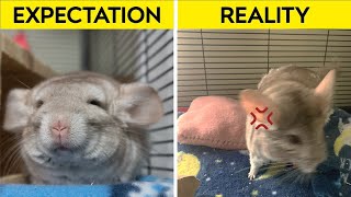 Pet Chinchilla Expectations vs Reality [upl. by Salohcin]