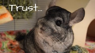 How To Build Your Chinchillas Trust [upl. by Gombosi215]