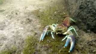 Underwater River Crawfish Footage [upl. by Marra]