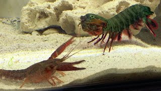 Giant Mantis Shrimp VS Invasive Crayfish  Catch amp Feed [upl. by Airotciv]