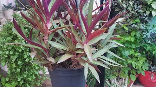 Rhoeo plantBoat Lily best plant for hanging basket amp Balcony Care guidePlant for beginners [upl. by Eikcid]