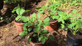 Everything about ground cherries Get them [upl. by Essilrahc]