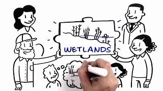 How Wetlands Manage Water [upl. by Suhpesoj]