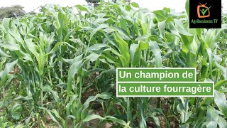 Burkina Faso  Un champion de la culture fourragère [upl. by Ididn]