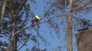 Advanced Tree Demo Tree Removal Trimming and Rigging on the OBX Southern Shores NC [upl. by Iat]