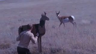 Pronghorn Antelope Buck Charges Cardboard Decoy in Wyoming [upl. by Kazim765]