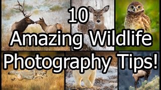 10 Amazing Wildlife Photography Tips [upl. by Carley346]