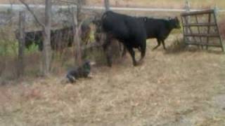 blue heeler working cattle LULU [upl. by Erait]