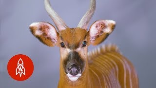 There Are Only 100 of these Antelopes Left in the Wild [upl. by Oirromed424]