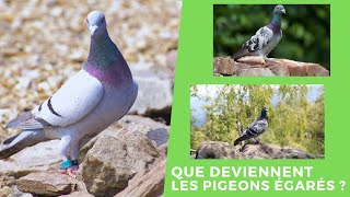 Que deviennent les pigeons égarés [upl. by Ikcir]