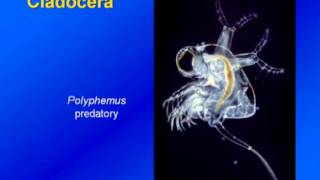 Limnology  Zooplankton Diversity amp Ecology [upl. by Adnauqal]