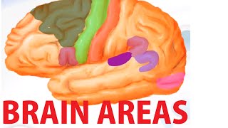 Functional Brain Areas  Brain Anatomy Cortex [upl. by Herzel]