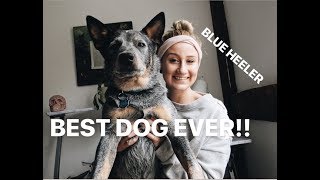 AUSTRALIAN CATTLE DOG EVERYTHING YOU NEED TO KNOW ABOUT BLUE HEELERS [upl. by Hbaruas873]