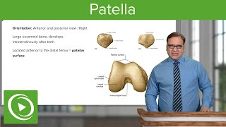 Patella Views Location amp Features – Anatomy  Lecturio [upl. by Prospero]