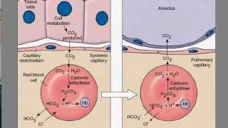 Carbon Dioxide Transport [upl. by Dugas]