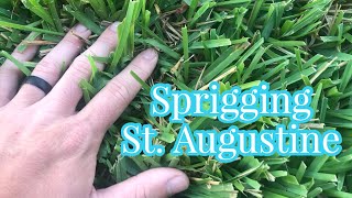 Can you SPRIG St Augustine [upl. by Navaj]