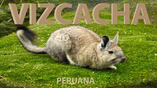 VIZCACHA [upl. by Willi]