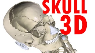 Skull Anatomy  Bones and Structures  Head Anatomy 1 [upl. by Reynold198]