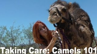 Camel Training 101 How to care for a pet camel [upl. by Arlee]