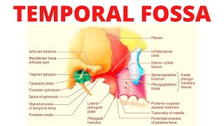 Temporal Fossa [upl. by Bendicta]