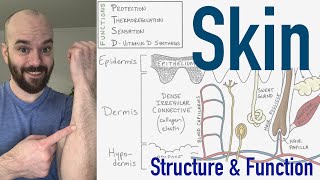 Integumentary System  Structure and Function of the Skin [upl. by Ayamahs]