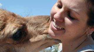 Growing Up The Story of Baby the Dromedary Camel [upl. by Rosalee744]