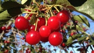 SHAKING CHERRIES OFF THE TREE [upl. by Wake]