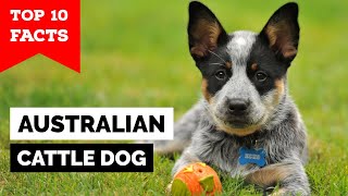 Australian Cattle Dog  Top 10 Facts [upl. by Wenonah754]