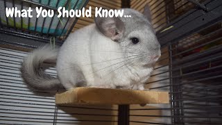 Watch THIS Before Getting A Chinchilla [upl. by Nedroj664]