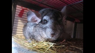 10 Things Chinchilla Owners Should Never Do [upl. by Kelsi]