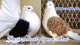 Basis about pigeon show [upl. by Ansley]