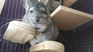 Common Chinchilla Sounds [upl. by Wilkens]