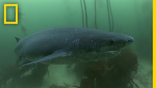 The Cookiecutter Shark  Sharks of Bermuda Triangle [upl. by Winfield]