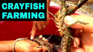 Breeding CRAYFISH Successfully In Tanks amp Ponds Home SetUp [upl. by Fonda]