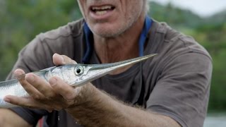 Jeremy Wade Has Some Clever Gear To Help Snag A Needlefish  River Monsters [upl. by Hamilah]